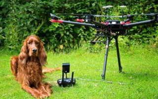 National Bring your Dog to Work Day