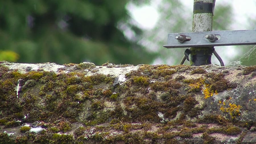 roof ridge tile inspection by mast